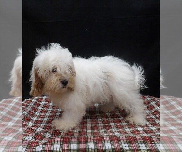 Medium Photo #2 Shih-Poo Puppy For Sale in PATERSON, NJ, USA