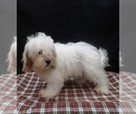 Joker - Male Shih-Poo Puppy for Sale - Photo #2
