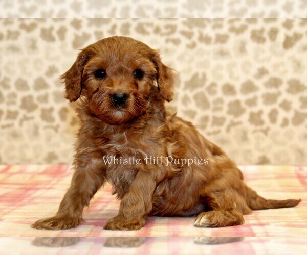 Medium Photo #3 Cavapoo Puppy For Sale in DENVER, PA, USA