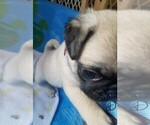 Small Photo #4 Pug Puppy For Sale in LYNDON CENTER, VT, USA