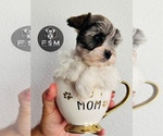 Puppy Pompom Schnauzer (Miniature)