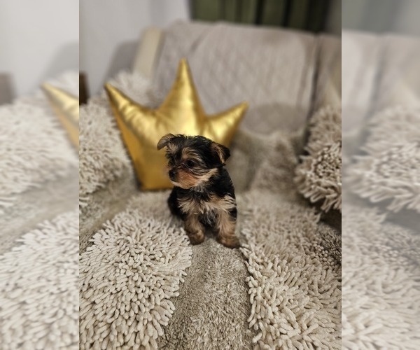 Medium Photo #4 Yorkshire Terrier Puppy For Sale in SALEM, OR, USA