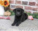 Sapphire - Female Labrador Retriever Puppy for Sale - Photo #4