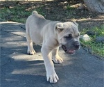 Puppy Puppy 6 Cane Corso