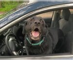 Small Photo #5 Labrador Retriever-Unknown Mix Puppy For Sale in Rockaway, NJ, USA