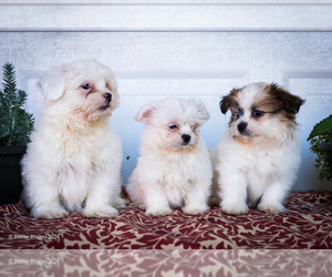 Shih Tzu Puppy for Sale in WAKARUSA, Indiana USA