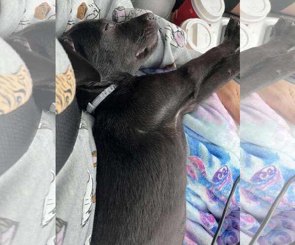 Medium Photo #9 Labrador Retriever-Unknown Mix Puppy For Sale in Spring Lake, NC, USA