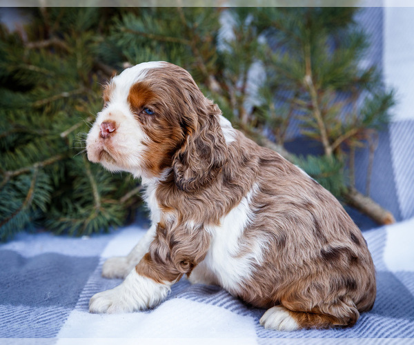 Medium Photo #8 Cocker Spaniel Puppy For Sale in WAKARUSA, IN, USA