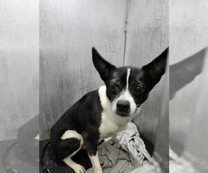 Mutt Dogs for adoption in San Antonio, TX, USA
