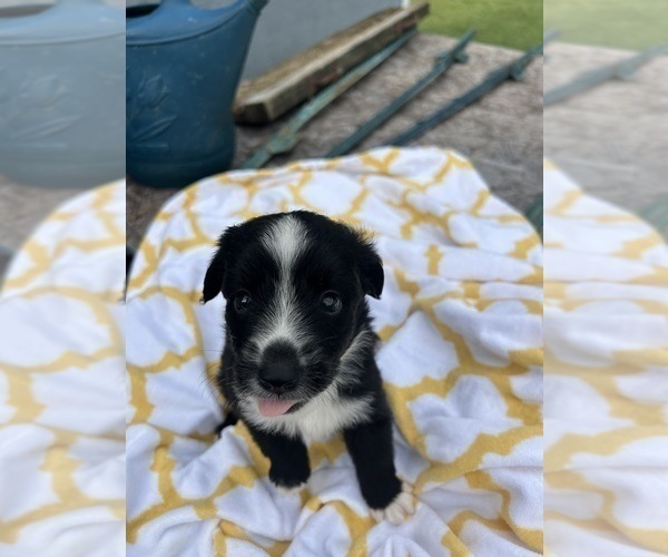 Medium Photo #7 Miniature Australian Shepherd Puppy For Sale in BUSH, LA, USA