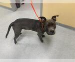 Small Mutt