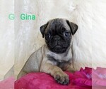 Small Photo #5 Pug Puppy For Sale in LEBANON, PA, USA