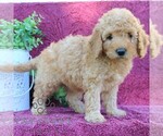 Small #4 Goldendoodle (Miniature)