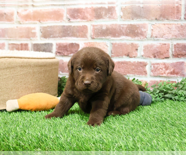 Medium Photo #4 Labrador Retriever Puppy For Sale in SYRACUSE, IN, USA