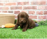 Small #3 Labrador Retriever