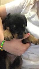 Rottweiler Puppy for sale in OMAHA, NE, USA