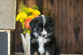 Australian Shepherd Puppy for sale in CUYAHOGA FALLS, OH, USA