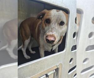 Mutt Dogs for adoption in San Antonio, TX, USA