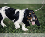 Small Photo #1 Basset Hound Puppy For Sale in PULASKI, TN, USA