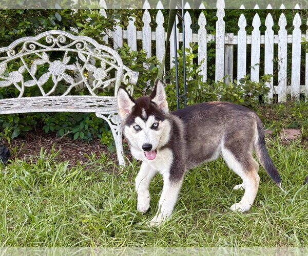 Medium Photo #3 Siberian Husky Puppy For Sale in Holly Hill, SC, USA