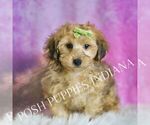 Small #3 Yorkipoo