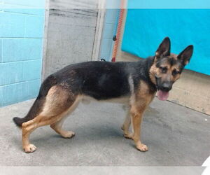 German Shepherd Dog Dogs for adoption in Downey, CA, USA