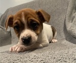 Small #20 Jack Russell Terrier