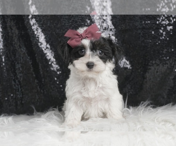 Medium Photo #2 YorkiePoo Puppy For Sale in WARSAW, IN, USA