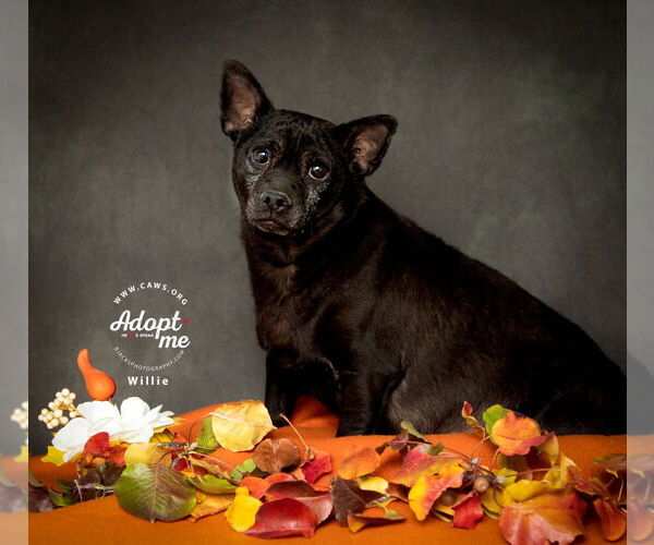 Medium Photo #1 Chihuahua-Unknown Mix Puppy For Sale in Salt Lake City, UT, USA