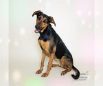 Small Doberman Pinscher