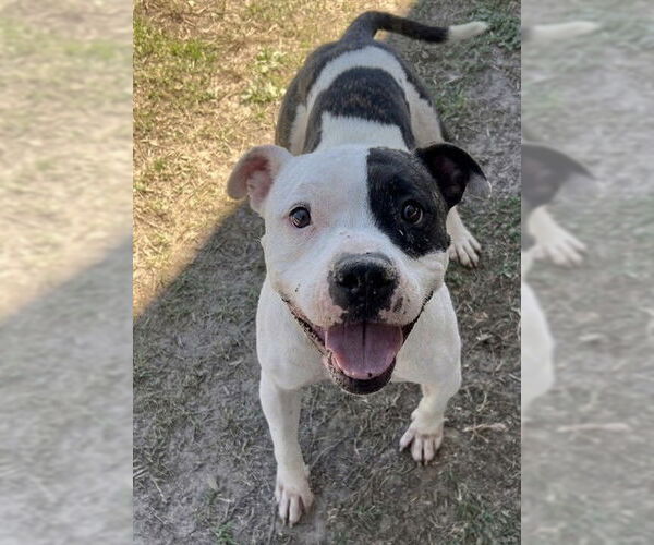 Medium Photo #2 American Pit Bull Terrier Puppy For Sale in Riverside, CA, USA