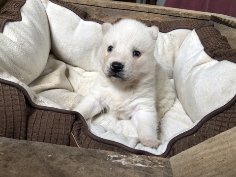 Medium Photo #4 Pomsky Puppy For Sale in ARTHUR, IL, USA