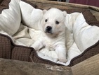 Small Photo #4 Pomsky Puppy For Sale in ARTHUR, IL, USA