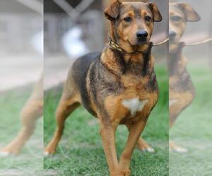 Cassie - Female Beagle-Unknown Mix Dog for Adoption - Photo #2
