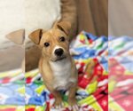 Small Photo #1 Labrador Retriever-Unknown Mix Puppy For Sale in Hilton Head, SC, USA