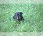 Small Photo #10 Rottweiler Puppy For Sale in MABLETON, GA, USA