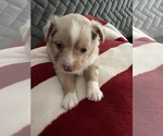 Small Photo #2 Australian Shepherd Puppy For Sale in PLATTE CITY, MO, USA