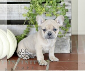 French Bulldog Puppy for sale in EPHRATA, PA, USA