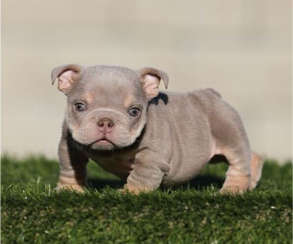 Medium Photo #2 English Bulldog Puppy For Sale in HOUSTON, TX, USA