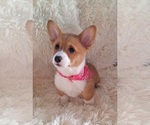 Small Photo #20 Pembroke Welsh Corgi Puppy For Sale in ARROYO GRANDE, CA, USA