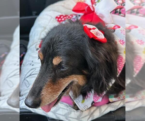 Medium Photo #2 Dachshund Puppy For Sale in Los Angeles, CA, USA