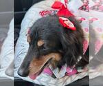 Small #1 Dachshund