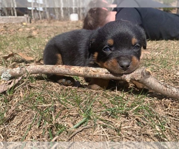 Medium Photo #3 Rottweiler Puppy For Sale in WINDSOR, ME, USA