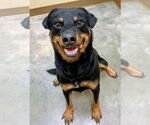 Small Rottweiler Mix