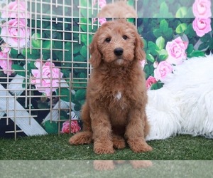 Goldendoodle Puppy for sale in MARIETTA, GA, USA