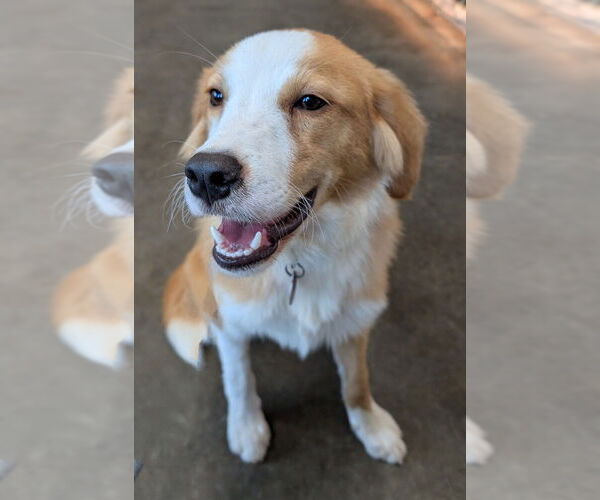 Medium Photo #2 Collie-Unknown Mix Puppy For Sale in Boston, MA, USA