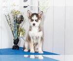 Small Photo #1 Pomsky Puppy For Sale in MOUNT VERNON, OH, USA