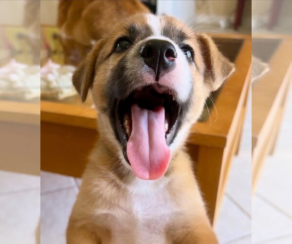 Medium Photo #13 Mutt Puppy For Sale in Fort Worth, TX, USA