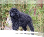 Small #27 Poodle (Toy)