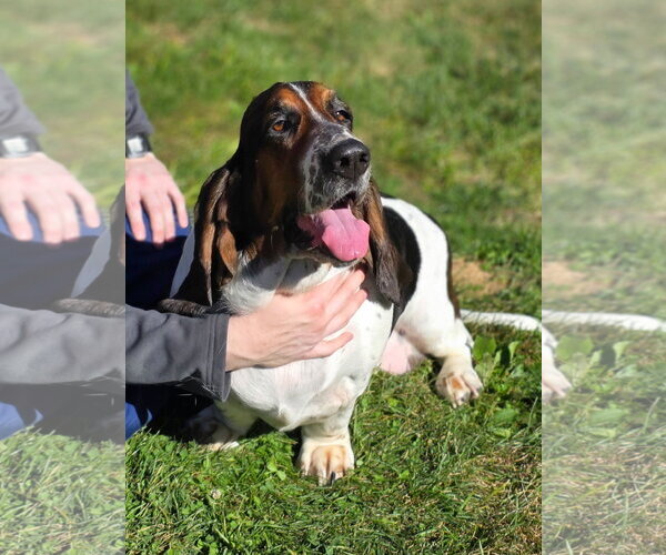 Medium Photo #1 Basset Hound Puppy For Sale in Brookville, OH, USA